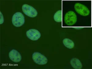 Immunocytochemistry/ Immunofluorescence - Anti-Histone H3 (di methyl K4) antibody - ChIP Grade (AB7766)