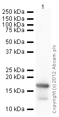 Western blot - Anti-Histone H3 (di methyl K4) antibody - ChIP Grade (AB7766)
