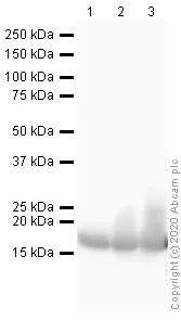 Western blot - Anti-Histone H3 (di methyl K4) antibody - ChIP Grade (AB7766)