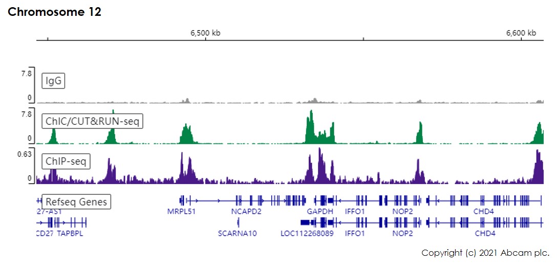 ChIC/CUT&RUN sequencing - Anti-Histone H3 (di methyl K4) antibody [EPR17707] - ChIP Grade (AB176878), expandable thumbnail