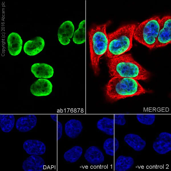 Immunocytochemistry/ Immunofluorescence - Anti-Histone H3 (di methyl K4) antibody [EPR17707] - ChIP Grade (AB176878)