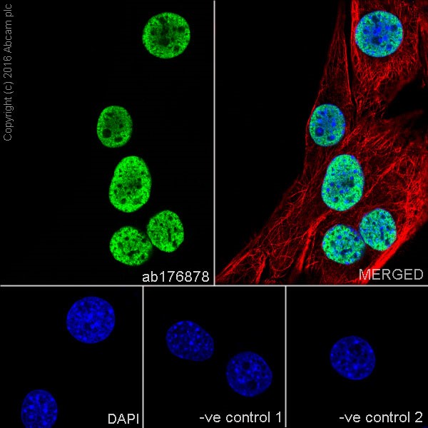 Immunocytochemistry/ Immunofluorescence - Anti-Histone H3 (di methyl K4) antibody [EPR17707] - ChIP Grade (ab176878), expandable thumbnail