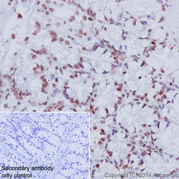 Immunohistochemistry (Formalin/PFA-fixed paraffin-embedded sections) - Anti-Histone H3 (di methyl K4) antibody [EPR17707] - ChIP Grade (AB176878)