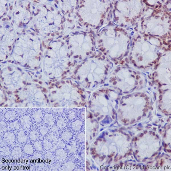 Immunohistochemistry (Formalin/PFA-fixed paraffin-embedded sections) - Anti-Histone H3 (di methyl K4) antibody [EPR17707] - ChIP Grade (AB176878), expandable thumbnail