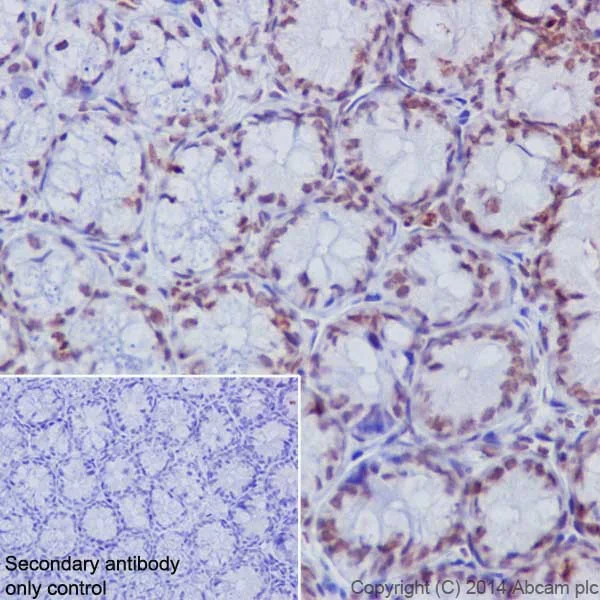 Immunohistochemistry (Formalin/PFA-fixed paraffin-embedded sections) - Anti-Histone H3 (di methyl K4) antibody [EPR17707] - ChIP Grade (AB176878)