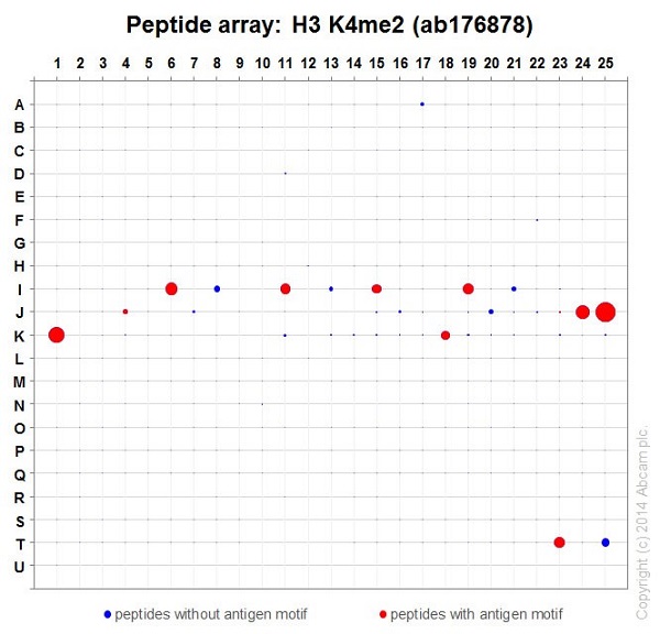 Peptide Array - Anti-Histone H3 (di methyl K4) antibody [EPR17707] - ChIP Grade (ab176878), expandable thumbnail