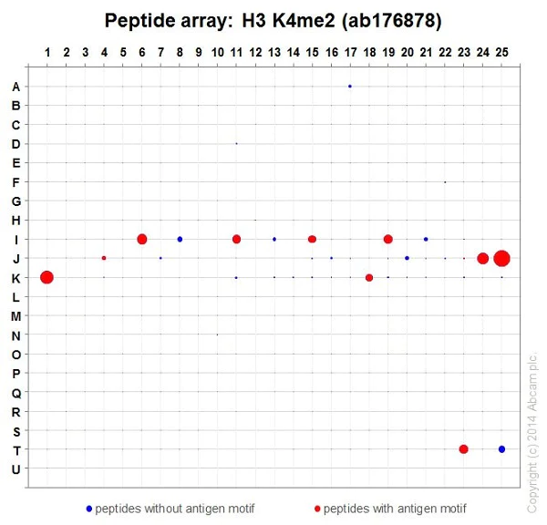 Peptide Array - Anti-Histone H3 (di methyl K4) antibody [EPR17707] - ChIP Grade (AB176878)