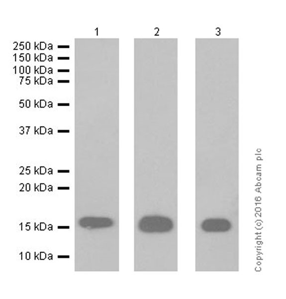 Western blot - Anti-Histone H3 (di methyl K4) antibody [EPR17707] - ChIP Grade (AB176878), expandable thumbnail