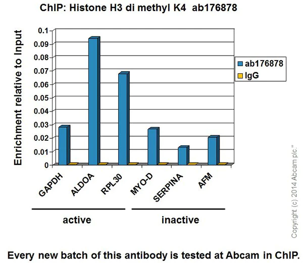 ChIP - Anti-Histone H3 (di methyl K4) antibody [EPR17707] - ChIP Grade - BSA and Azide free (AB239406)