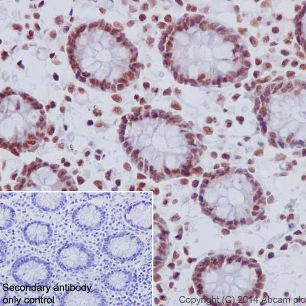 Immunohistochemistry (Formalin/PFA-fixed paraffin-embedded sections) - Anti-Histone H3 (di methyl K4) antibody [EPR17707] - ChIP Grade - BSA and Azide free (AB239406)