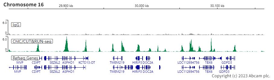 ChIC/CUT&RUN sequencing - Anti-Histone H3 (di methyl K4) antibody [Y47] - BSA and Azide free (ab173324), expandable thumbnail