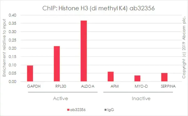 ChIP - Anti-Histone H3 (di methyl K4) antibody [Y47] - BSA and Azide free (AB173324)