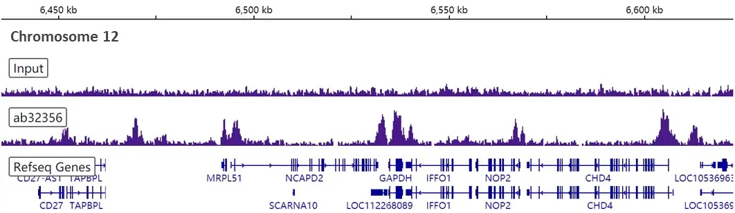 ChIP-sequencing - Anti-Histone H3 (di methyl K4) antibody [Y47] - BSA and Azide free (AB173324), expandable thumbnail
