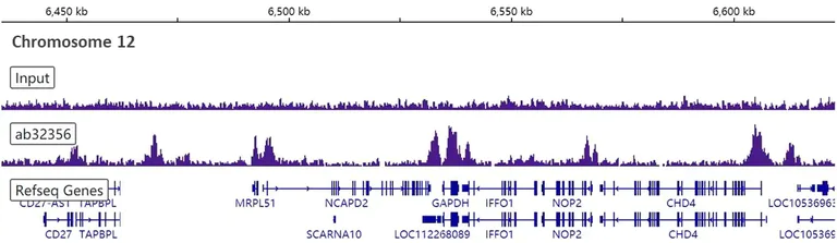 ChIP-sequencing - Anti-Histone H3 (di methyl K4) antibody [Y47] - BSA and Azide free (AB173324)