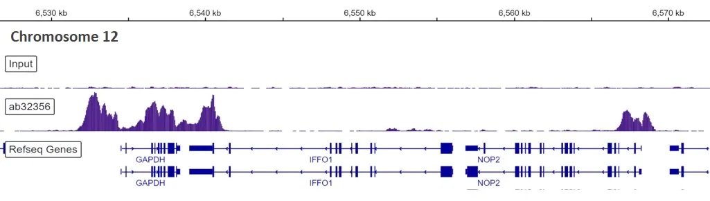 ChIP-sequencing - Anti-Histone H3 (di methyl K4) antibody [Y47] - BSA and Azide free (ab173324), expandable thumbnail