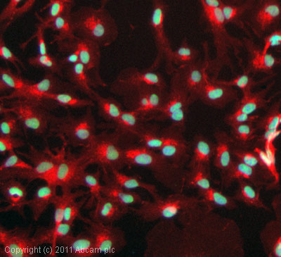 Immunocytochemistry/ Immunofluorescence - Anti-Histone H3 (di methyl K4) antibody [Y47] - BSA and Azide free (ab173324), expandable thumbnail