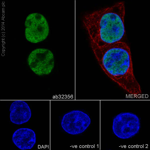 Immunocytochemistry/ Immunofluorescence - Anti-Histone H3 (di methyl K4) antibody [Y47] - BSA and Azide free (AB173324)