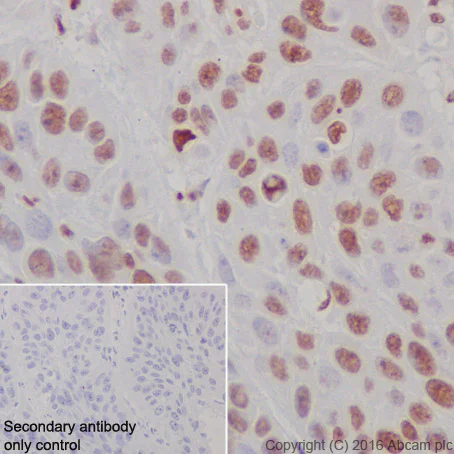 Immunohistochemistry (Formalin/PFA-fixed paraffin-embedded sections) - Anti-Histone H3 (di methyl K4) antibody [Y47] - BSA and Azide free (AB173324)