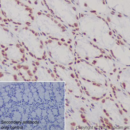 Immunohistochemistry (Formalin/PFA-fixed paraffin-embedded sections) - Anti-Histone H3 (di methyl K4) antibody [Y47] - BSA and Azide free (ab173324), expandable thumbnail
