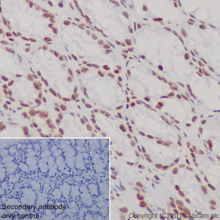 Immunohistochemistry (Formalin/PFA-fixed paraffin-embedded sections) - Anti-Histone H3 (di methyl K4) antibody [Y47] - BSA and Azide free (AB173324)