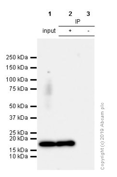Immunoprecipitation - Anti-Histone H3 (di methyl K4) antibody [Y47] - BSA and Azide free (AB173324), expandable thumbnail