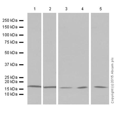 Western blot - Anti-Histone H3 (di methyl K4) antibody [Y47] - BSA and Azide free (AB173324), expandable thumbnail