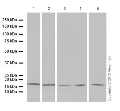 Western blot - Anti-Histone H3 (di methyl K4) antibody [Y47] - BSA and Azide free (AB173324)