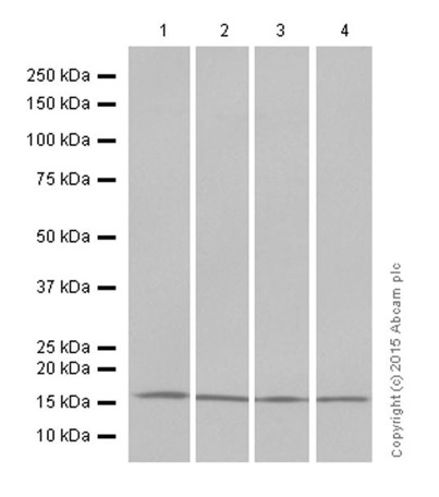 Western blot - Anti-Histone H3 (di methyl K4) antibody [Y47] - BSA and Azide free (ab173324), expandable thumbnail