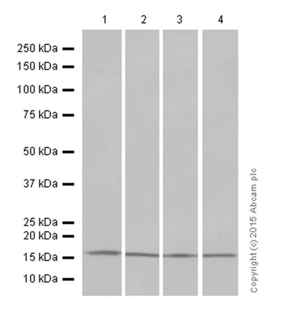 Western blot - Anti-Histone H3 (di methyl K4) antibody [Y47] - BSA and Azide free (AB173324)