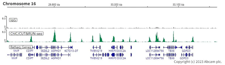 ChIC/CUT&RUN sequencing - Anti-Histone H3 (di methyl K4) antibody [Y47] - ChIP Grade (AB32356)