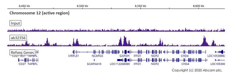 ChIP-sequencing - Anti-Histone H3 (di methyl K4) antibody [Y47] - ChIP Grade (AB32356)