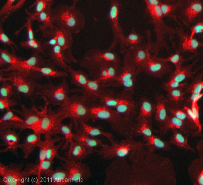 Immunocytochemistry/ Immunofluorescence - Anti-Histone H3 (di methyl K4) antibody [Y47] - ChIP Grade (AB32356)