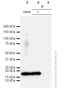 Immunoprecipitation - Anti-Histone H3 (di methyl K4) antibody [Y47] - ChIP Grade (AB32356)