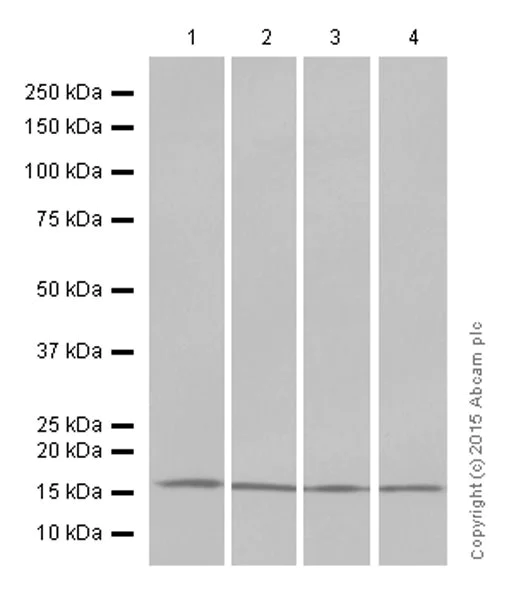 Western blot - Anti-Histone H3 (di methyl K4) antibody [Y47] - ChIP Grade (AB32356)