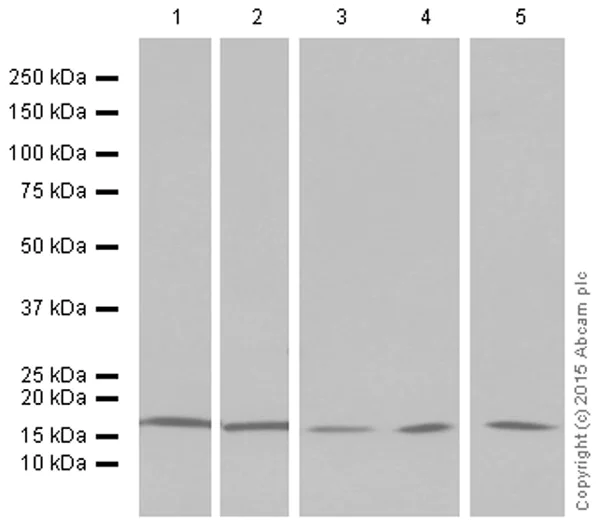Western blot - Anti-Histone H3 (di methyl K4) antibody [Y47] - ChIP Grade (AB32356)