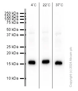 Western blot - Anti-Histone H3 (di methyl K4) antibody [Y47] - ChIP Grade (AB32356)