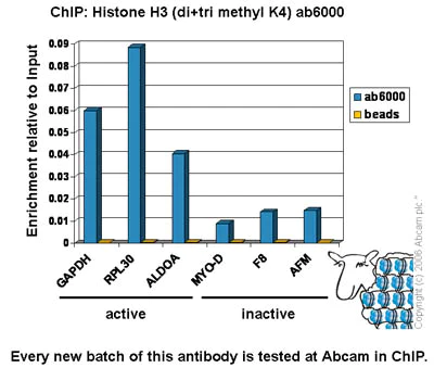 ChIP - Anti-Histone H3 (di methyl K4, tri methyl K4) antibody [mAbcam 6000] - ChIP Grade (AB6000)