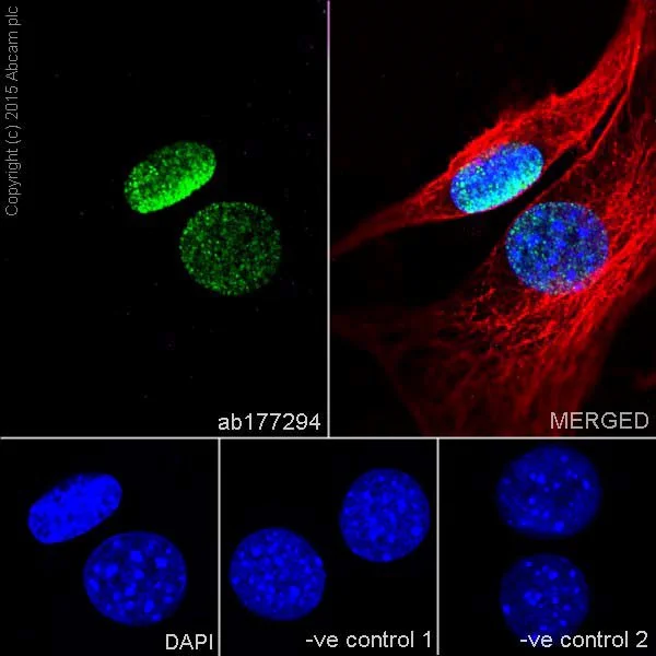 Immunocytochemistry/ Immunofluorescence - Anti-Histone H3 (di methyl K56) antibody [EPR17684(2)] - BSA and Azide free (AB249955)