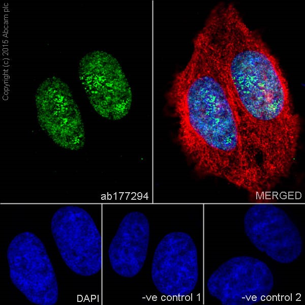 Immunocytochemistry/ Immunofluorescence - Anti-Histone H3 (di methyl K56) antibody [EPR17684(2)] - BSA and Azide free (AB249955), expandable thumbnail