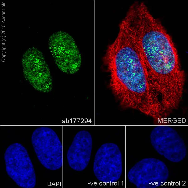 Immunocytochemistry/ Immunofluorescence - Anti-Histone H3 (di methyl K56) antibody [EPR17684(2)] - BSA and Azide free (AB249955)