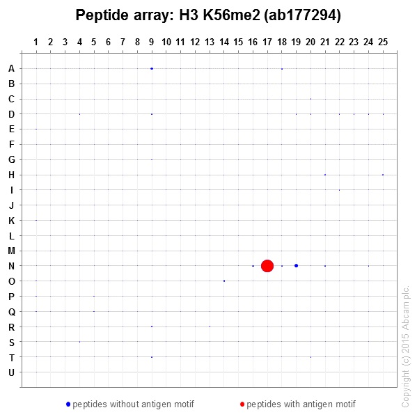 Peptide Array - Anti-Histone H3 (di methyl K56) antibody [EPR17684(2)] - BSA and Azide free (AB249955), expandable thumbnail