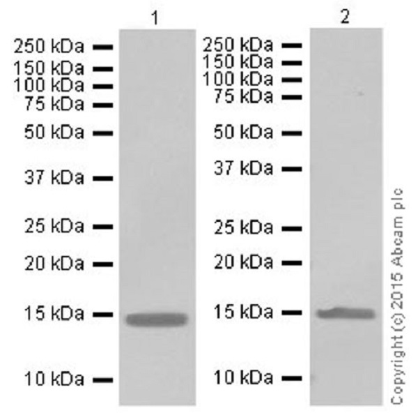 Western blot - Anti-Histone H3 (di methyl K56) antibody [EPR17684(2)] - BSA and Azide free (AB249955), expandable thumbnail