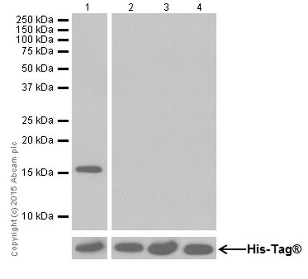 Western blot - Anti-Histone H3 (di methyl K56) antibody [EPR17684(2)] - BSA and Azide free (AB249955), expandable thumbnail