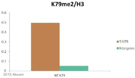 ChIP - Anti-Histone H3 (di methyl K79) antibody - ChIP Grade (AB3594)