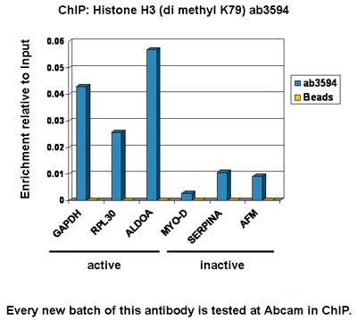 ChIP - Anti-Histone H3 (di methyl K79) antibody - ChIP Grade (AB3594)