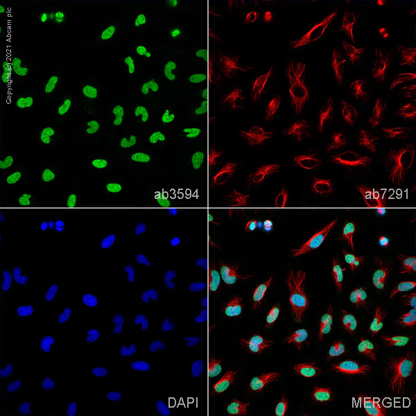 Immunocytochemistry/ Immunofluorescence - Anti-Histone H3 (di methyl K79) antibody - ChIP Grade (AB3594)