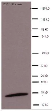 Western blot - Anti-Histone H3 (di methyl K79) antibody - ChIP Grade (AB3594)