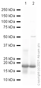 Western blot - Anti-Histone H3 (di methyl K79) antibody - ChIP Grade (AB3594)