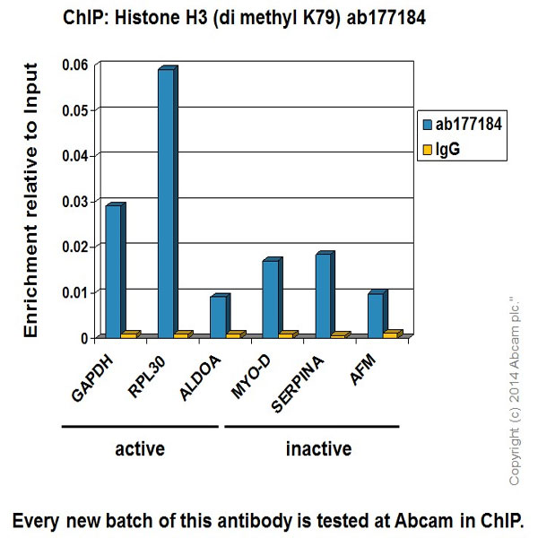 ChIP - Anti-Histone H3 (di methyl K79) antibody [EPR17467] - BSA and Azide free (AB249947), expandable thumbnail