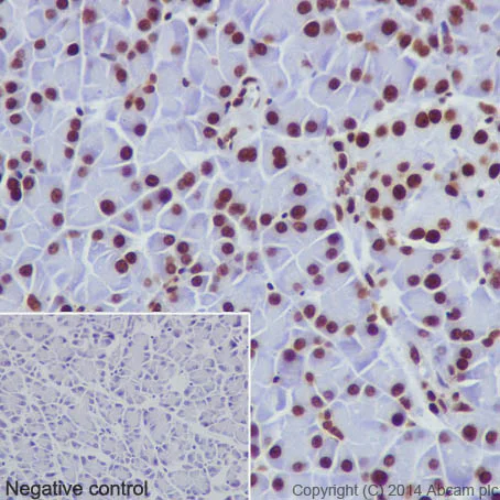 Immunohistochemistry (Formalin/PFA-fixed paraffin-embedded sections) - Anti-Histone H3 (di methyl K79) antibody [EPR17467] - BSA and Azide free (AB249947)